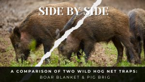BLOG: Boar Blanket vs. Pig Brig