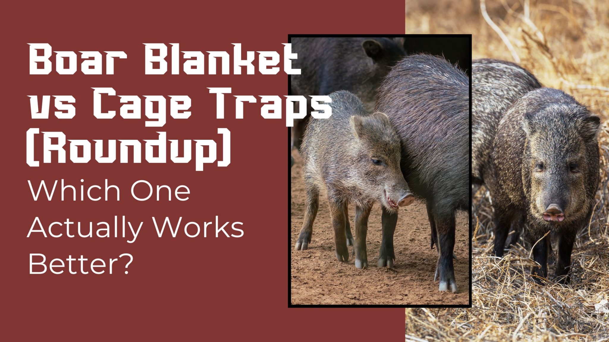 Cage Traps vs Boar Blanket: Which One Actually Works Better?