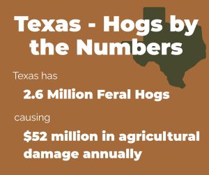 Feral Hogs in Texas
