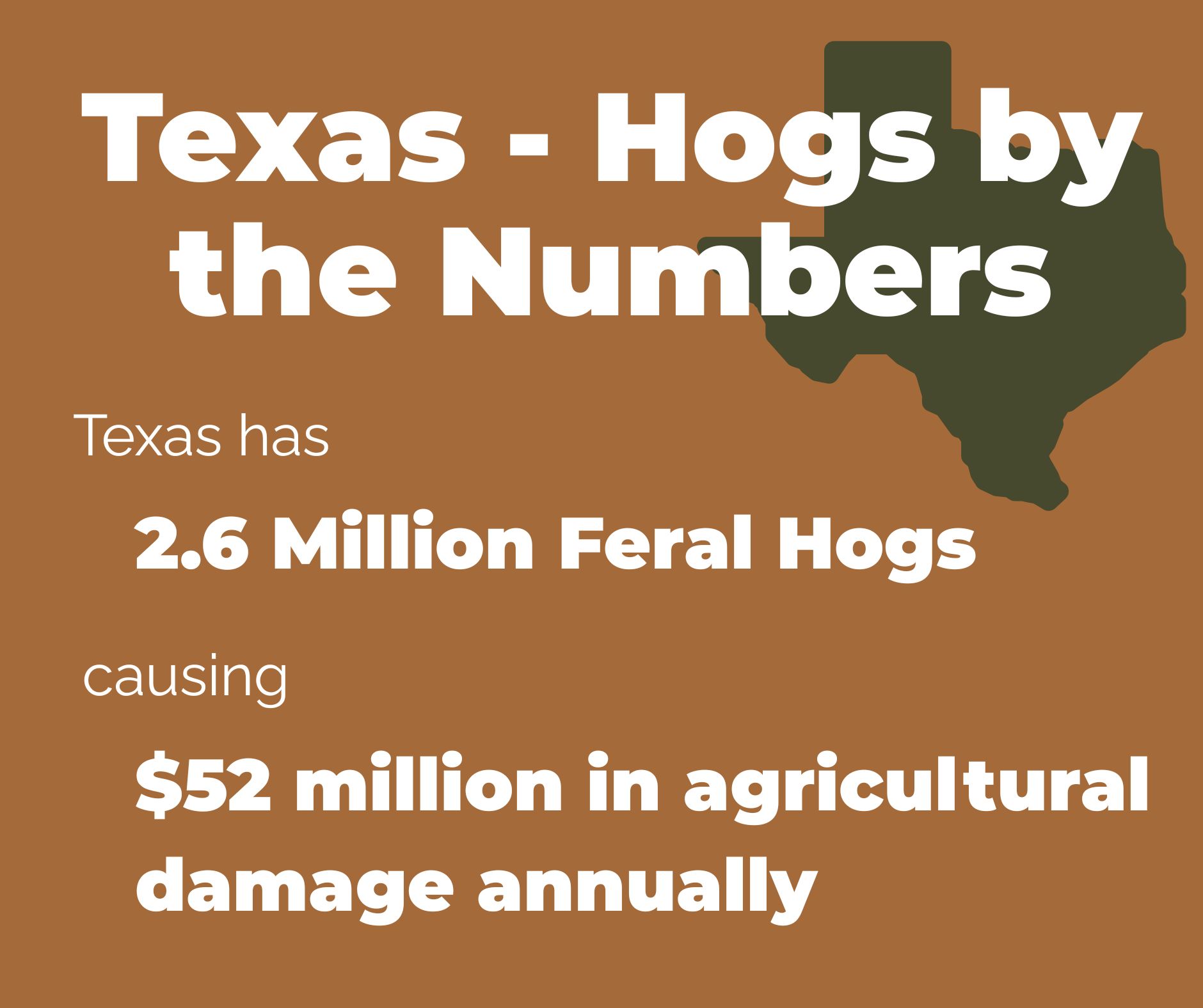 Feral Hogs in Texas Feral Hogs in Texas