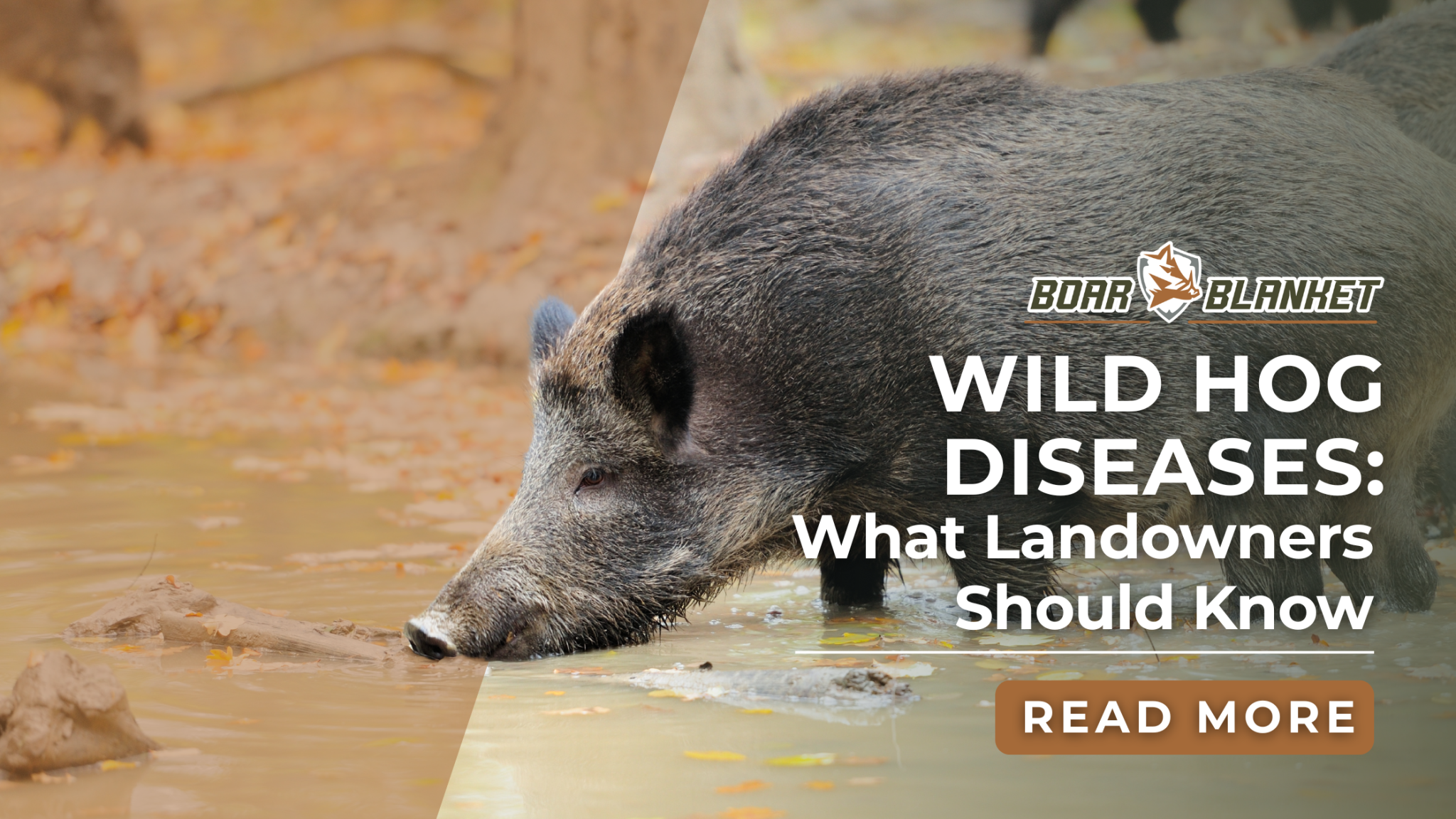 Hog Control Wild Hog Diseases: What Landowners Should Know