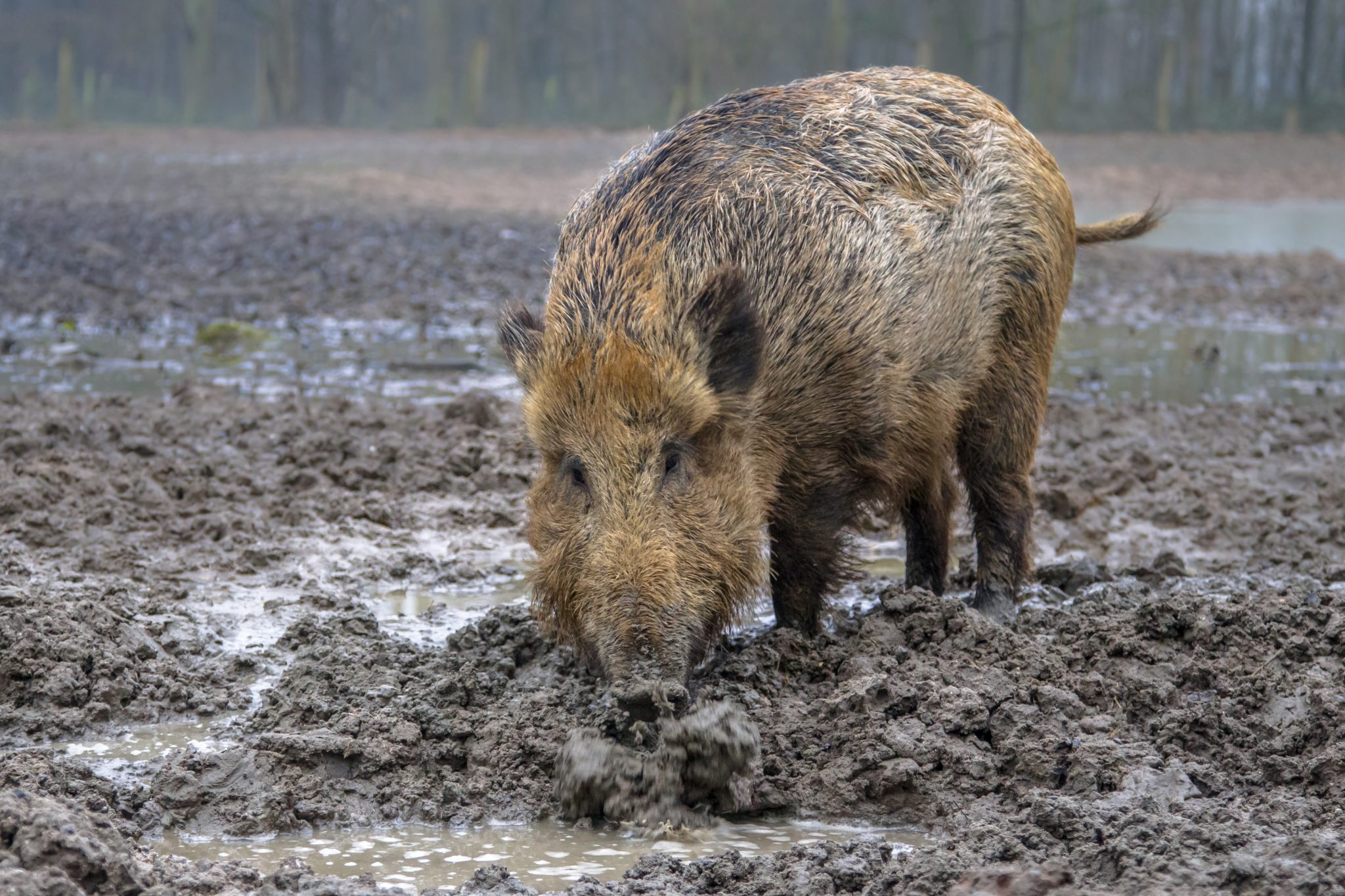 Hog Rooting Explained: Why Pigs Destroy Fields & Forests