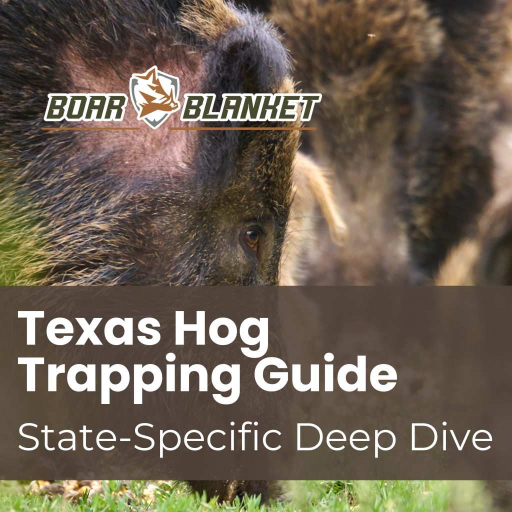 Texas Hog Trapping Guide - State-Specific Deep Dive