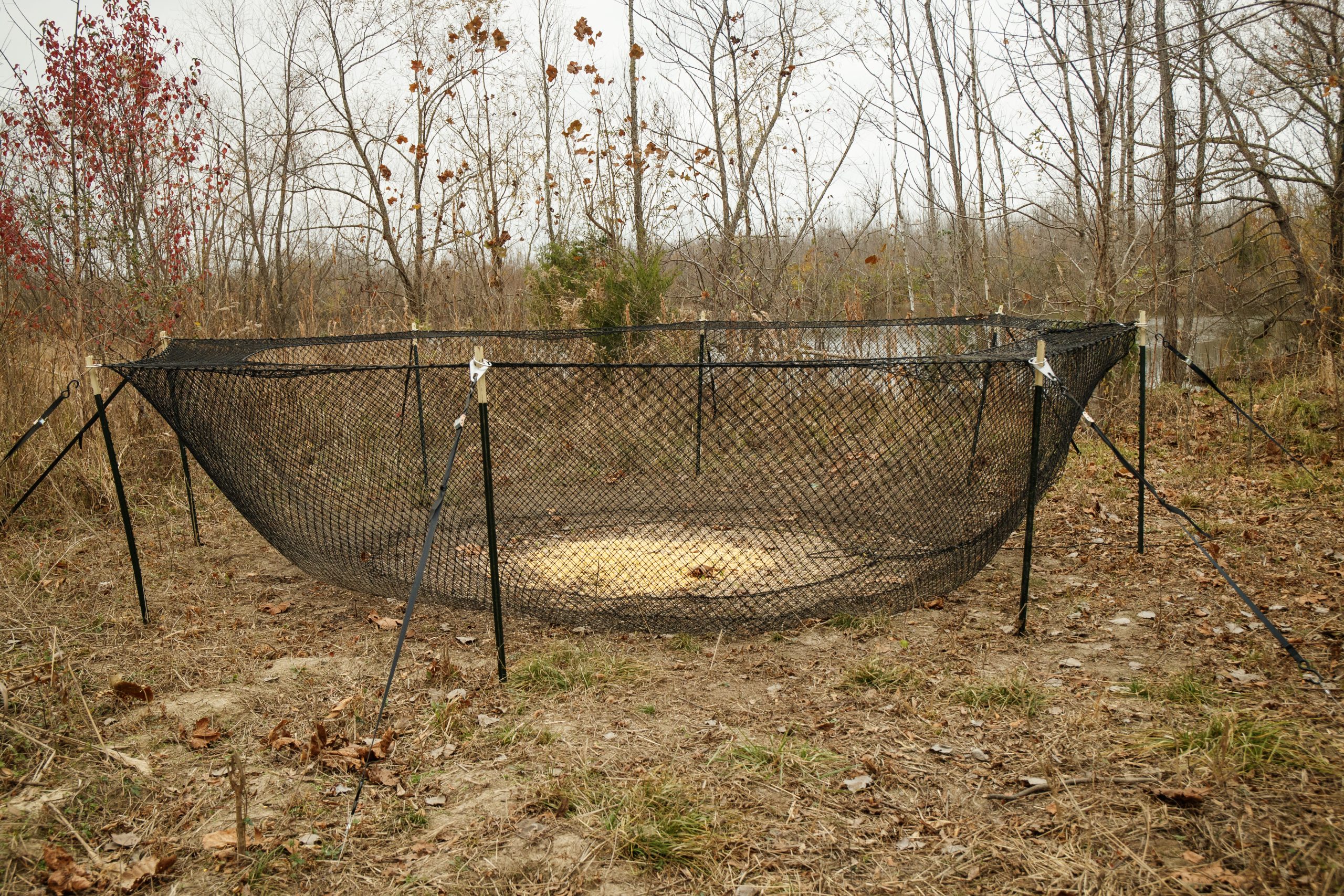 Circular black mesh fence enclosing a shallow pit in a leaf-strewn, bare-branch forest.