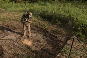 Pre-baiting a Boar Blanket Net trap with corn to bring hogs into the net.