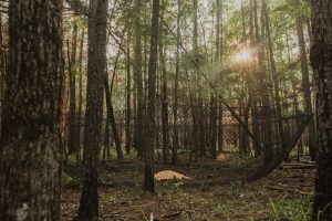 Boar Blanket set up using trees instead of T-[osts