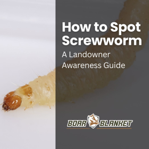 Cover image for a landowner guide: 'How to Spot Screwworm' with subtitle 'A Landowner Awareness Guide' and Boar Blanket logo at the bottom right.