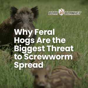 Promotional image for Boar Blanket with a wild boar in grass and the headline 'Why Feral Hogs Are the Biggest Threat to Screwworm Spread'.
