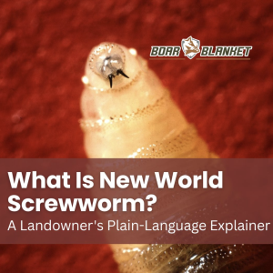 Thumbnail for an article titled 'What Is New World Screwworm? A Landowner's Plain-Language Explainer' over a red background with a close-up of a decorated finger and the Boar Blanket logo.