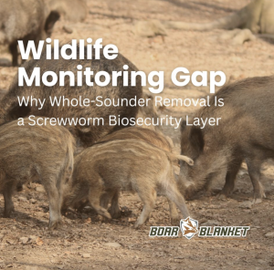 Cover image: a herd of wild boar pigs in a sandy outdoor area with the title 'Wildlife Monitoring Gap' and subtitle about whole-sounder removal as a biosecurity layer; Boar Blanket logo bottom-right.