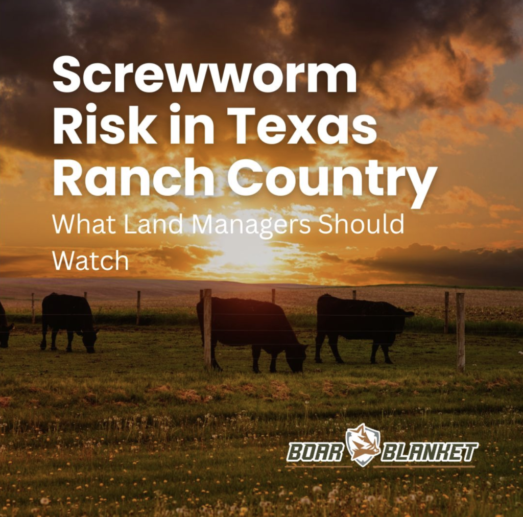 Cover image for an article on Screwworm risk in Texas ranch country; sunset over a fenced pasture with cattle and bold white title text.
